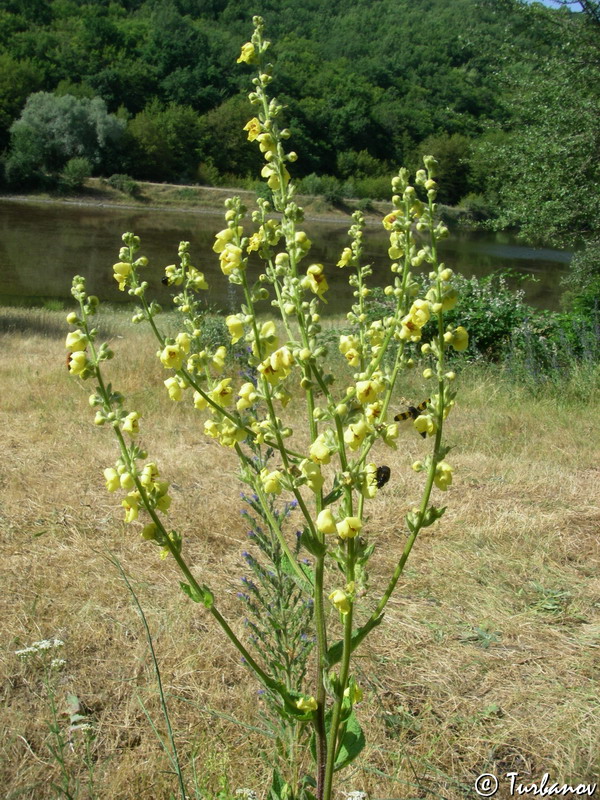 Изображение особи Verbascum sinuatum.