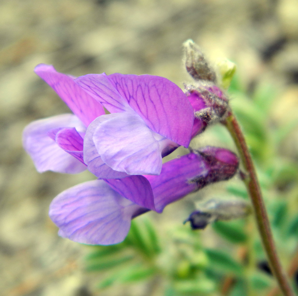 Image of Vicia sosnowskyi specimen.