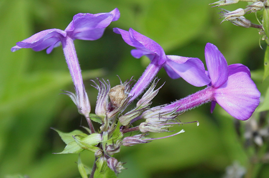 Image of Phlox paniculata specimen.