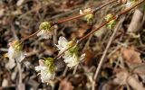 Lonicera &times; purpusii