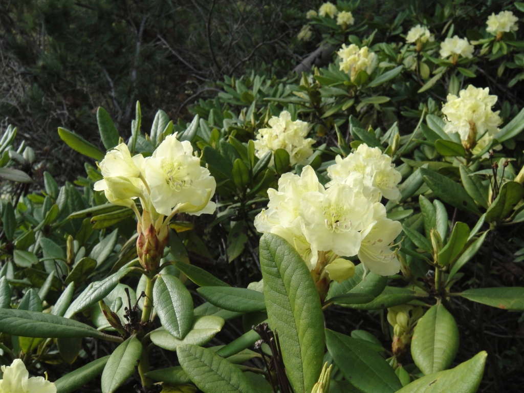 Image of Rhododendron aureum specimen.