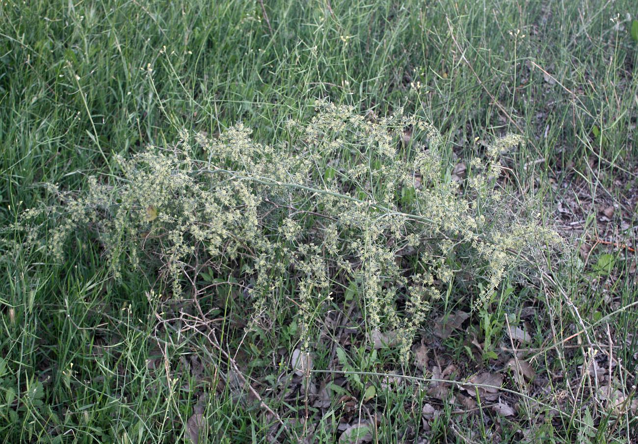 Image of Asparagus horridus specimen.