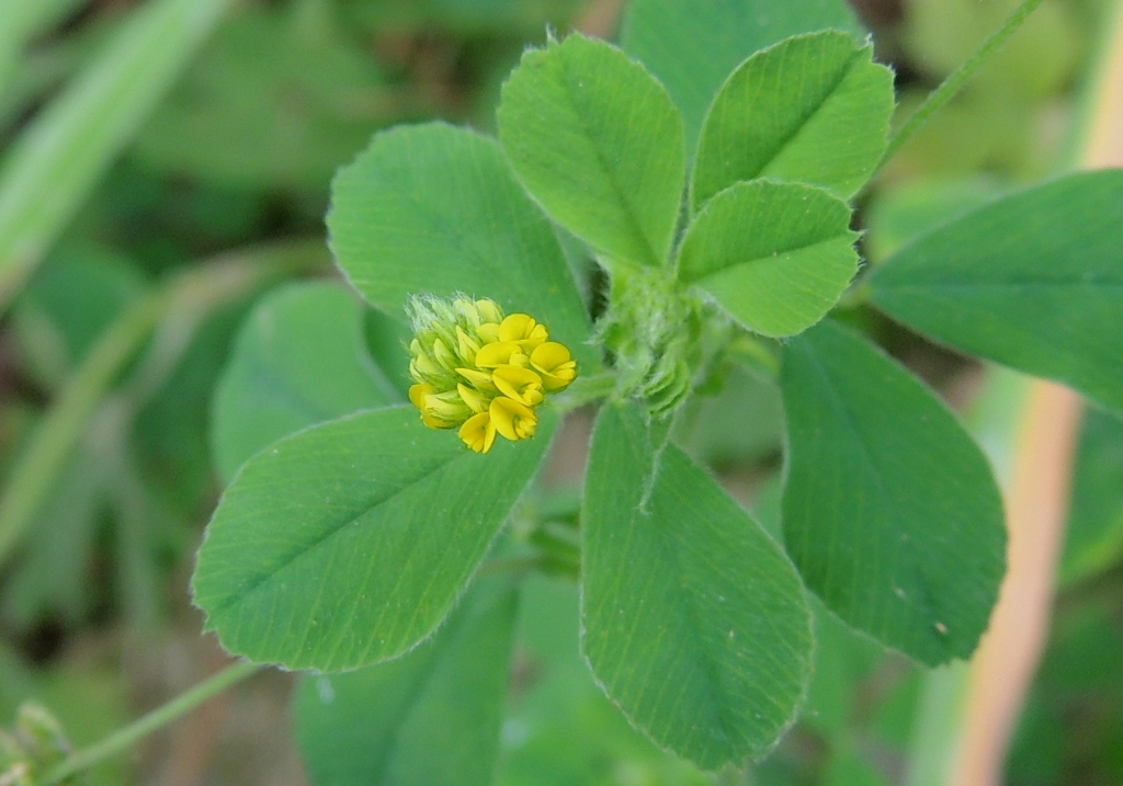 Image of Medicago lupulina specimen.