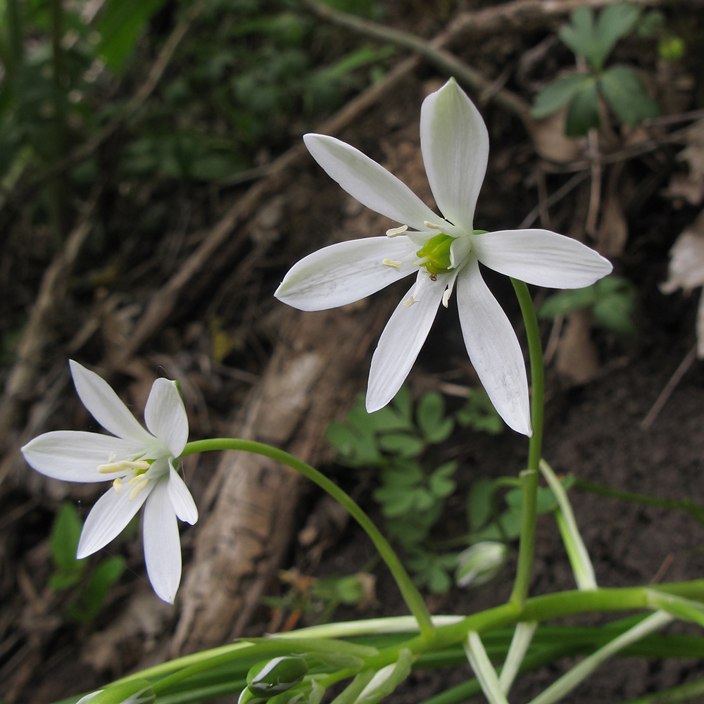 Изображение особи Ornithogalum woronowii.