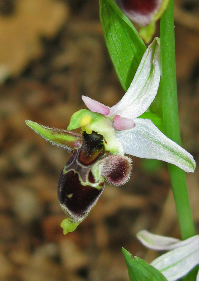 Image of Ophrys oestrifera specimen.