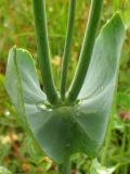 Blackstonia perfoliata. Стеблевые листья. Нидерланды, провинция Гронинген, национальный парк Lauwersmeer, влажный приморский луг. Июнь 2007 г.