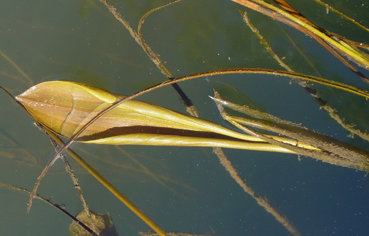 Image of Potamogeton natans specimen.