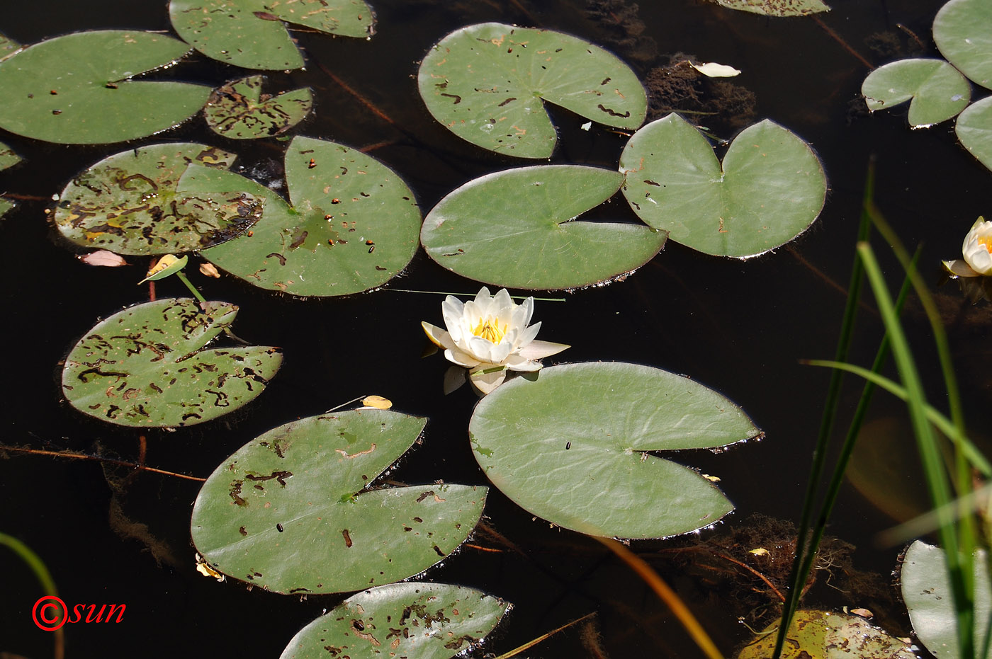 Изображение особи Nymphaea alba.