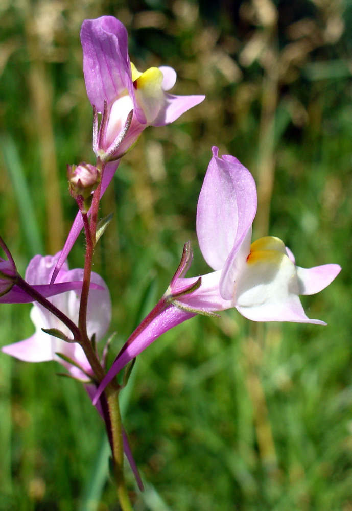 Изображение особи Linaria incarnata.