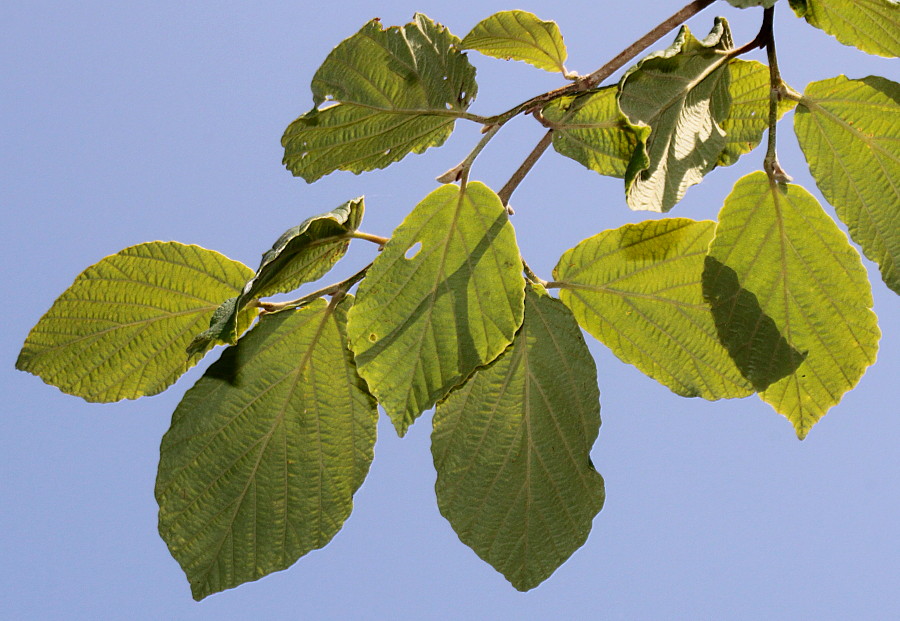 Изображение особи Hamamelis mollis.