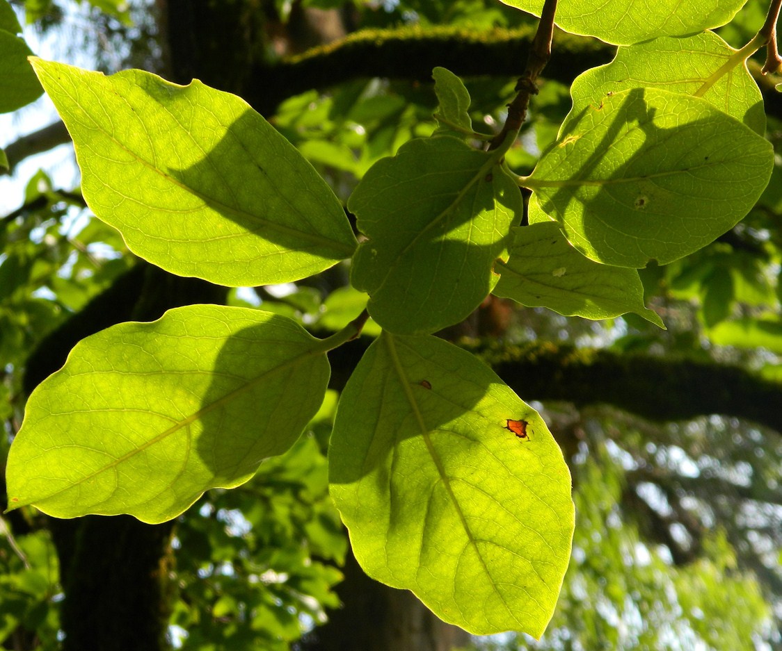 Изображение особи Diospyros kaki.