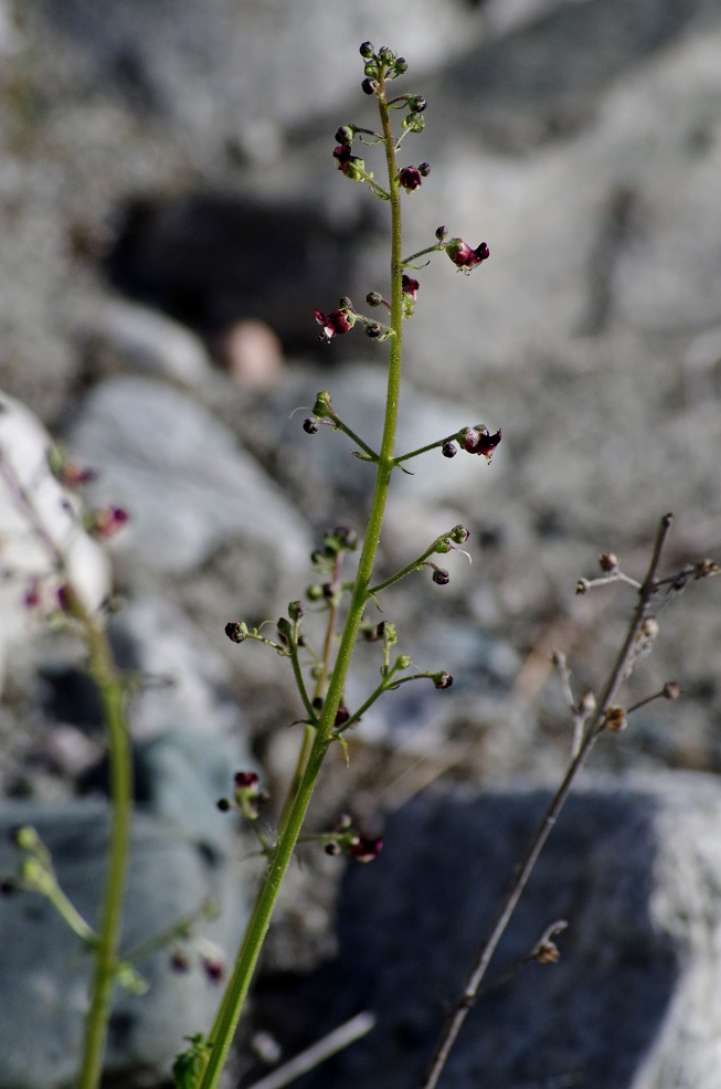 Изображение особи Scrophularia kiriloviana.