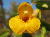 Impatiens capensis. Цветок (вид спереди). Нидерланды, провинция Drenthe, Eelde, берег канала Noord-Willemskanaal. 27 сентября 2009 г.