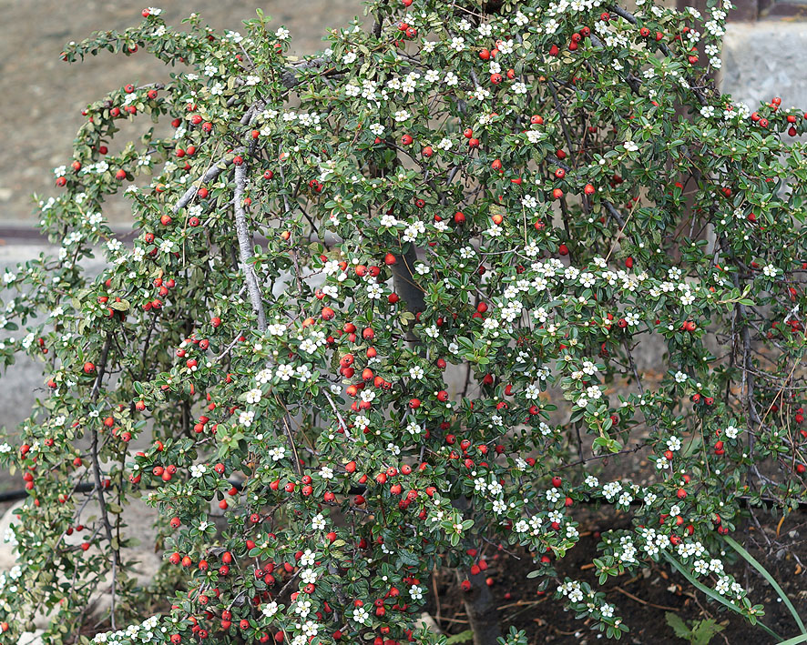 Image of genus Cotoneaster specimen.