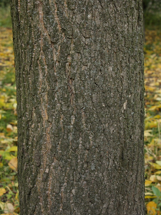 Image of Fraxinus pennsylvanica specimen.