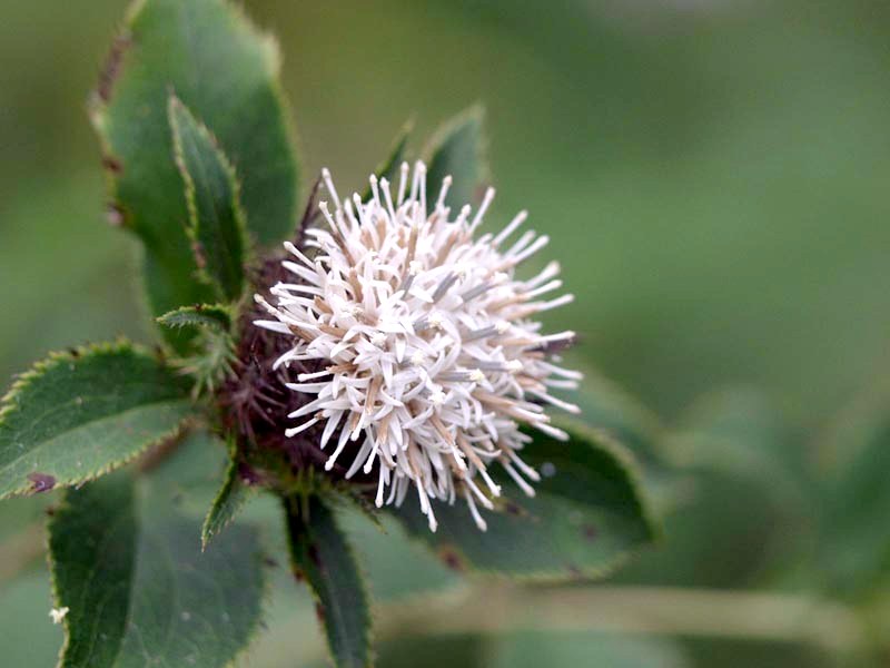 Image of Atractylodes ovata specimen.