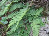 Polypodium vulgare