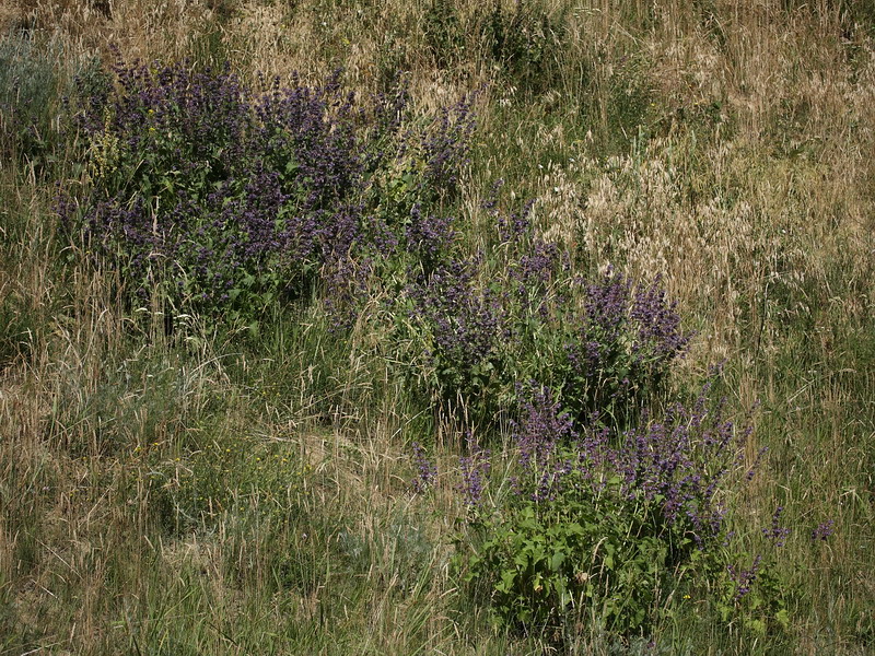 Image of Salvia verticillata specimen.