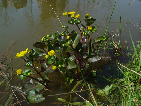 Image of Caltha palustris specimen.