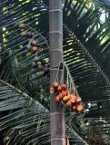 Areca catechu