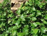Betula litwinowii. Ветви. Краснодарский край, хр. Аибга, луг, ≈ 2200 м н.у.м. 09.07.2015.