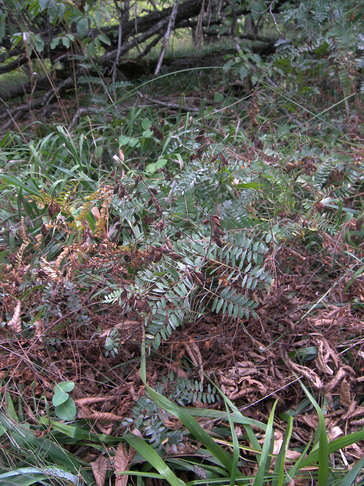 Image of Vicia cassubica specimen.