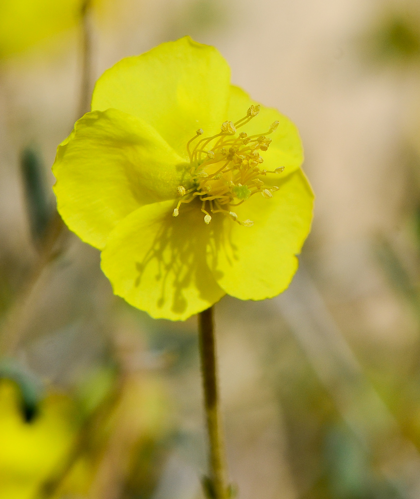 Image of Helianthemum sancti-antonii specimen.