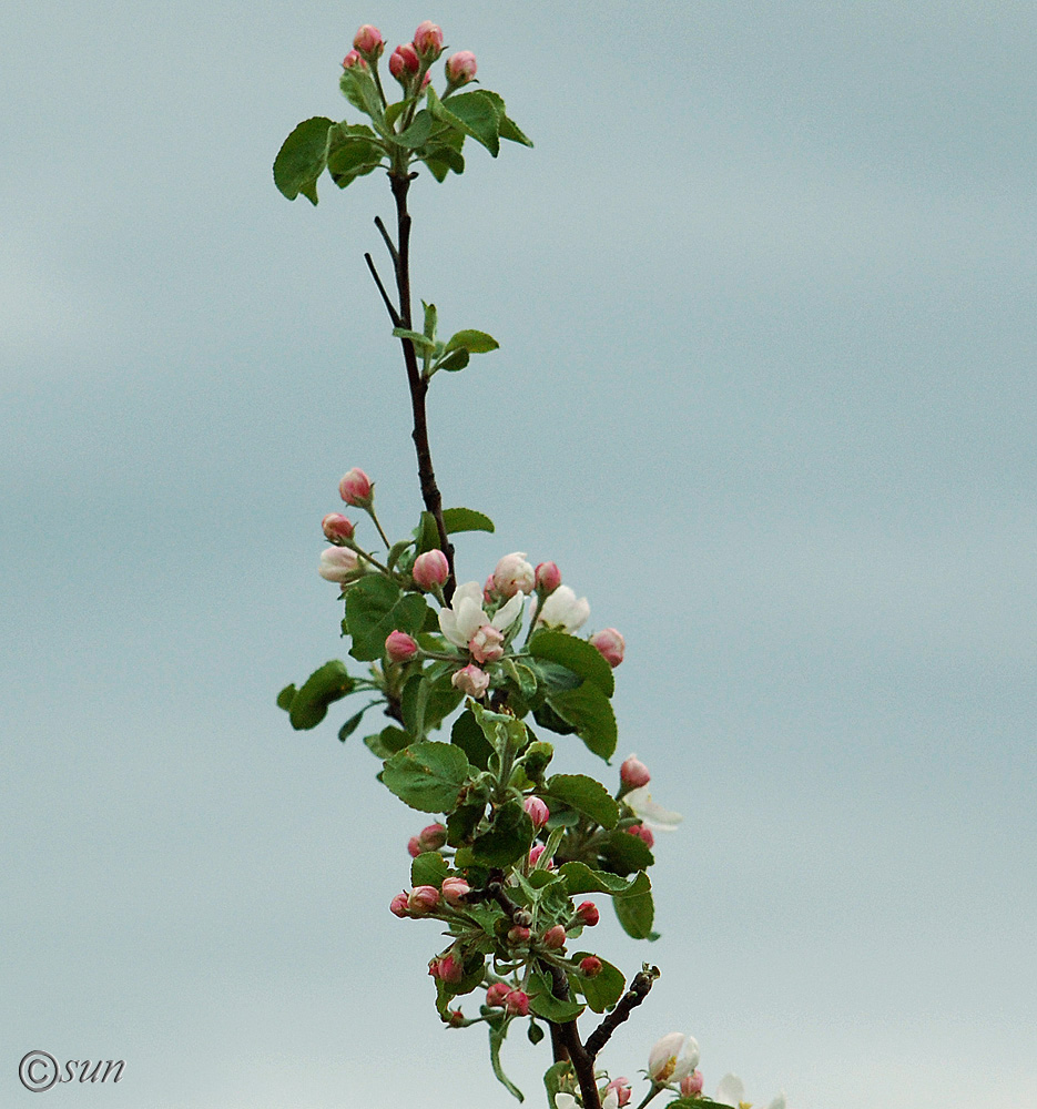 Изображение особи Malus domestica.