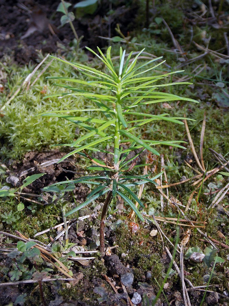 Image of Abies spectabilis specimen.