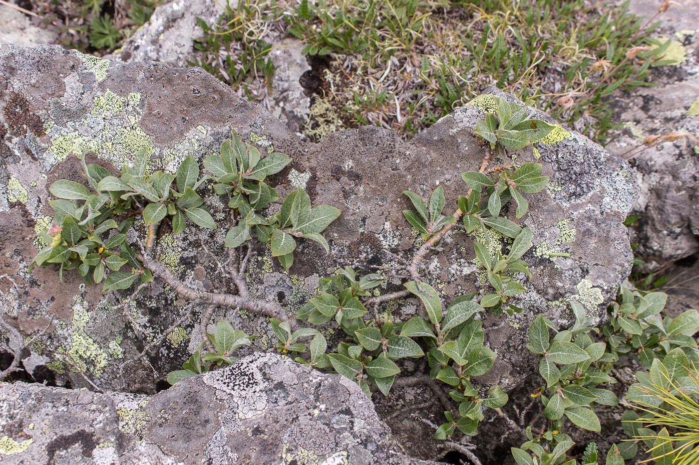 Image of Salix recurvigemmata specimen.