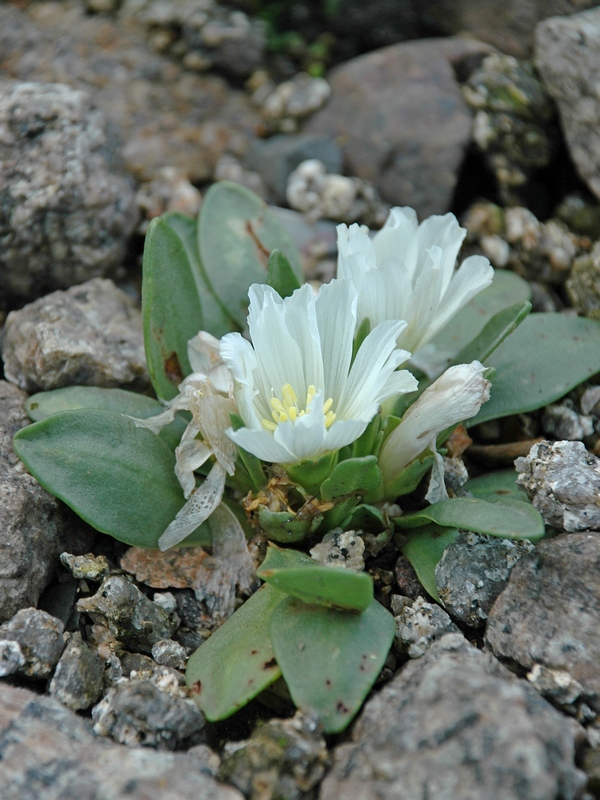 Image of Lewisia brachycalyx specimen.