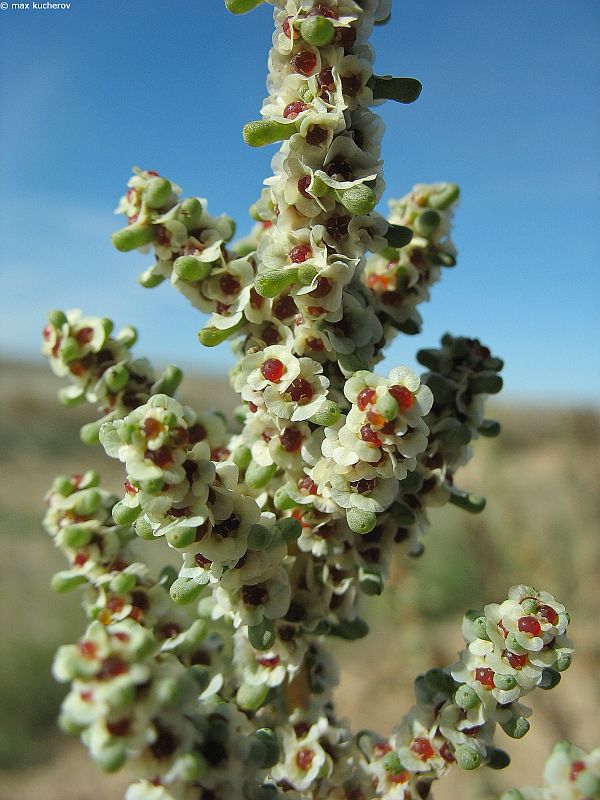 Изображение особи Salsola foliosa.