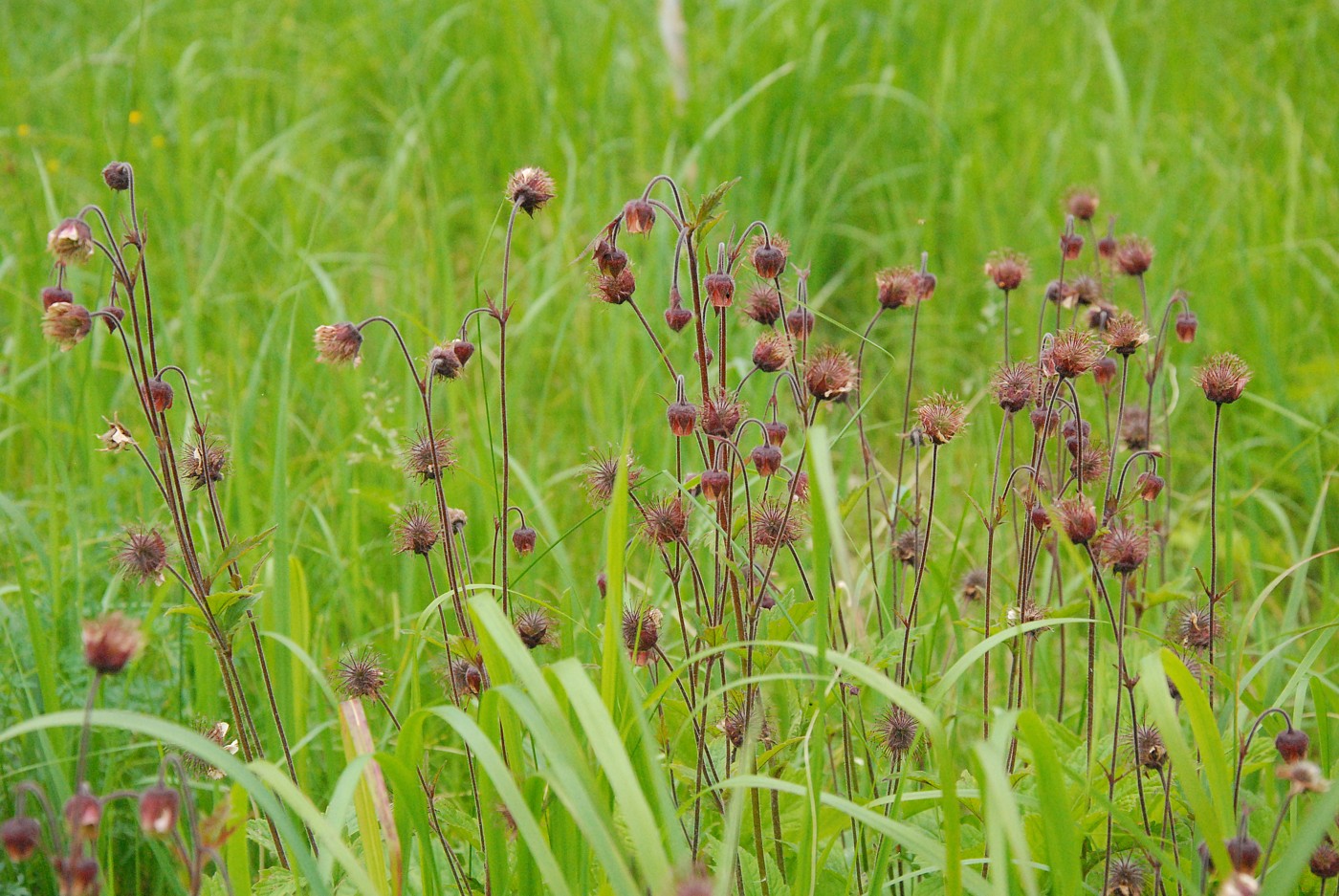 Image of Geum rivale specimen.