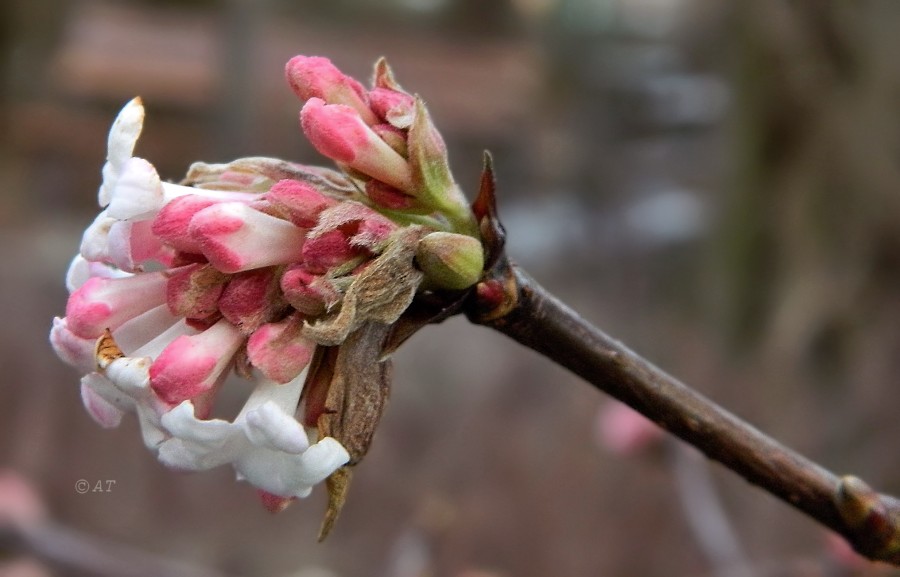 Изображение особи род Viburnum.