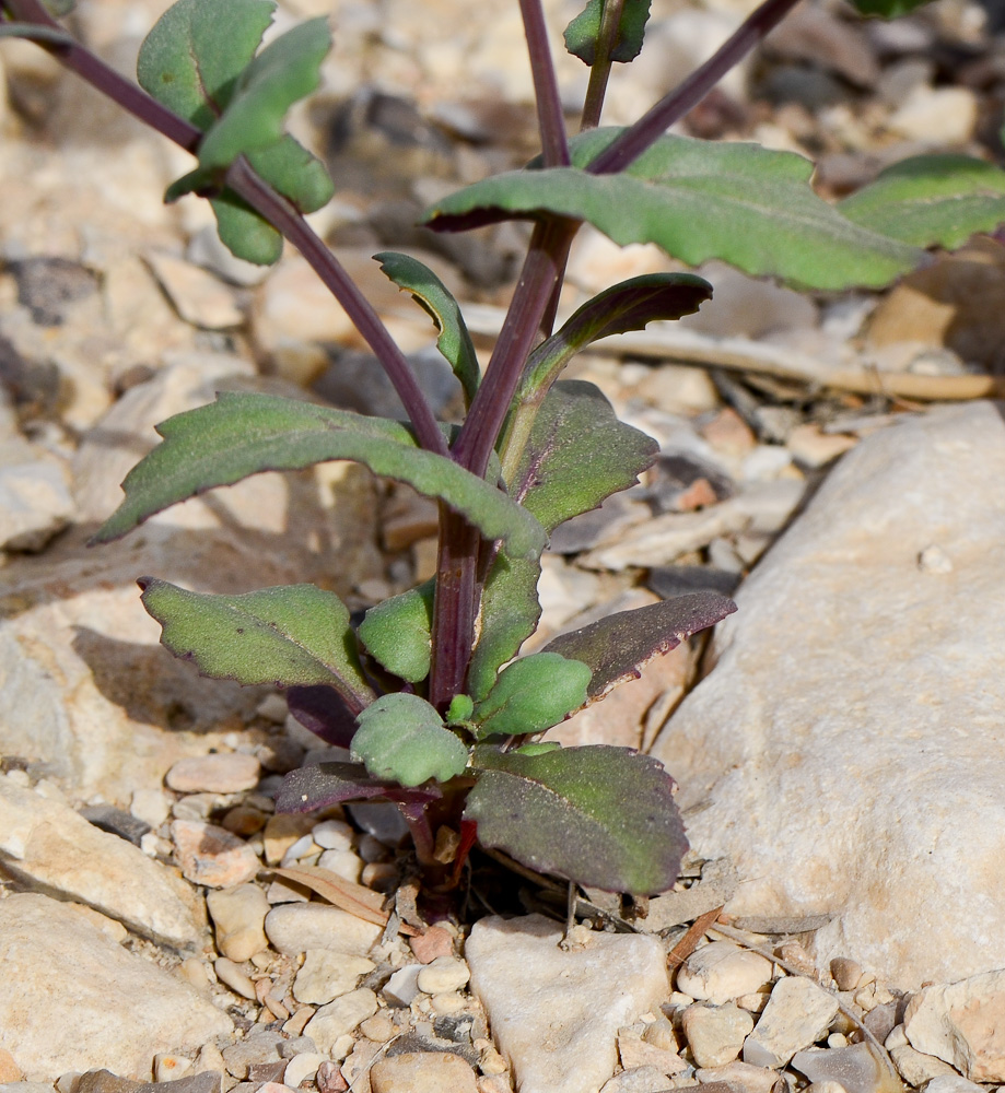 Image of Senecio flavus specimen.