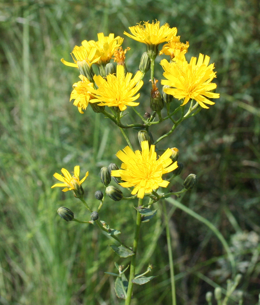 Image of Hieracium robustum specimen.