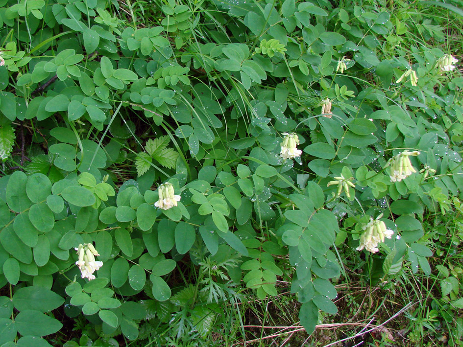 Image of Astragalus secundus specimen.