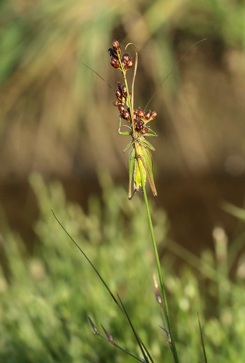 Image of Juncus compressus specimen.