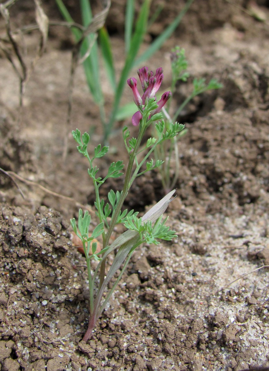 Image of Fumaria officinalis specimen.