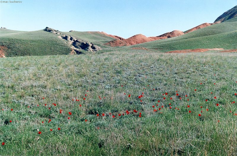 Image of Tulipa suaveolens specimen.