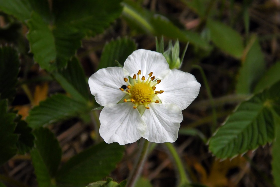 Image of Fragaria viridis specimen.