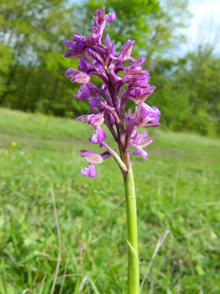 Image of Anacamptis morio ssp. caucasica specimen.