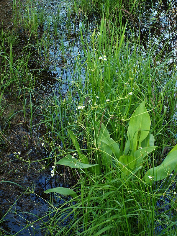 Image of Alisma plantago-aquatica specimen.