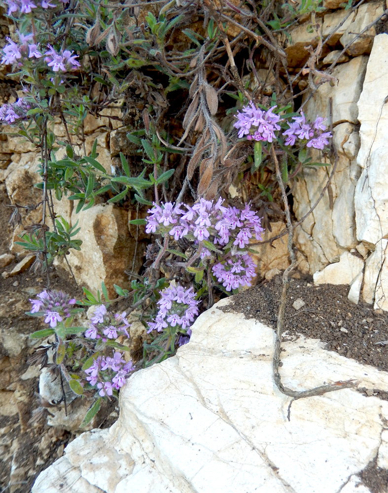 Image of Thymus markhotensis specimen.