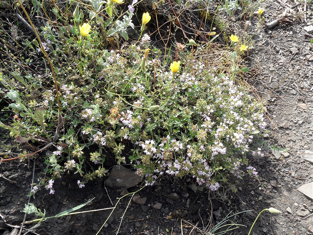 Image of genus Thymus specimen.