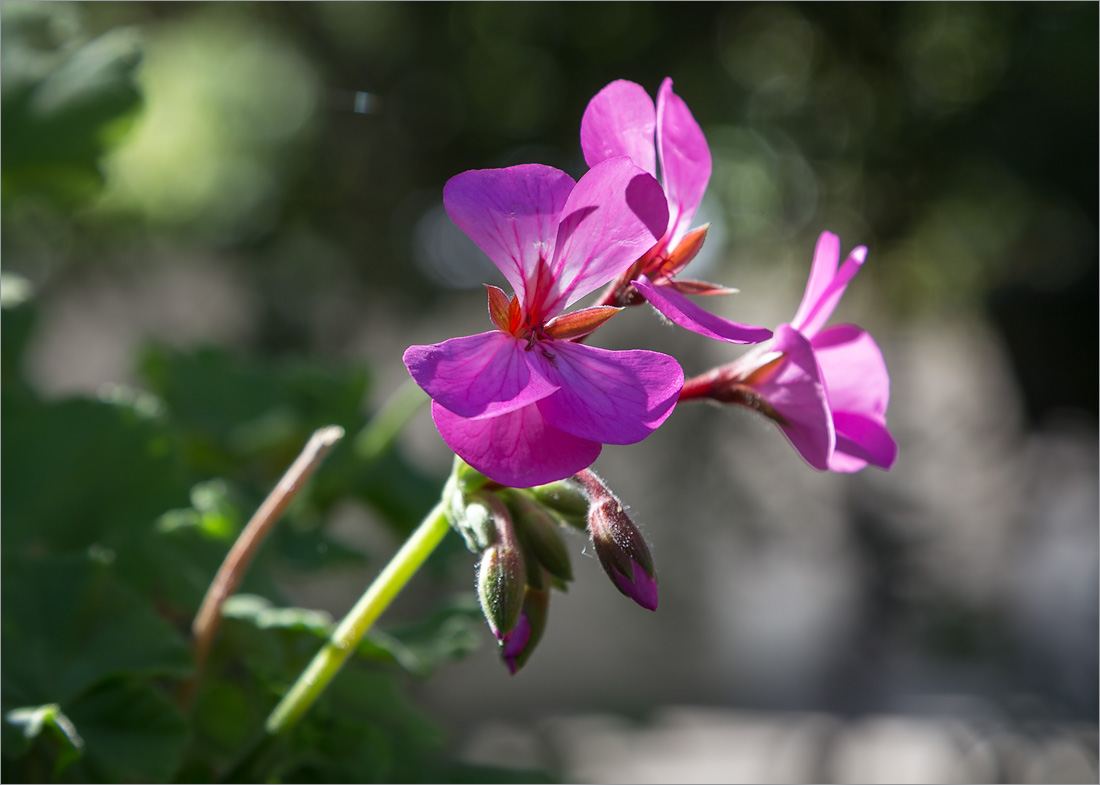 Image of Pelargonium hortorum specimen.