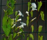 Calystegia sepium