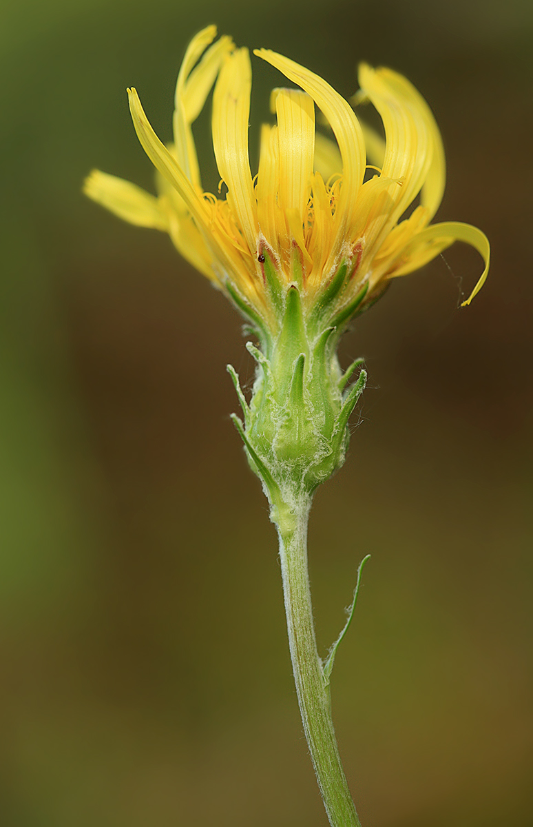 Image of Scorzonera radiata specimen.