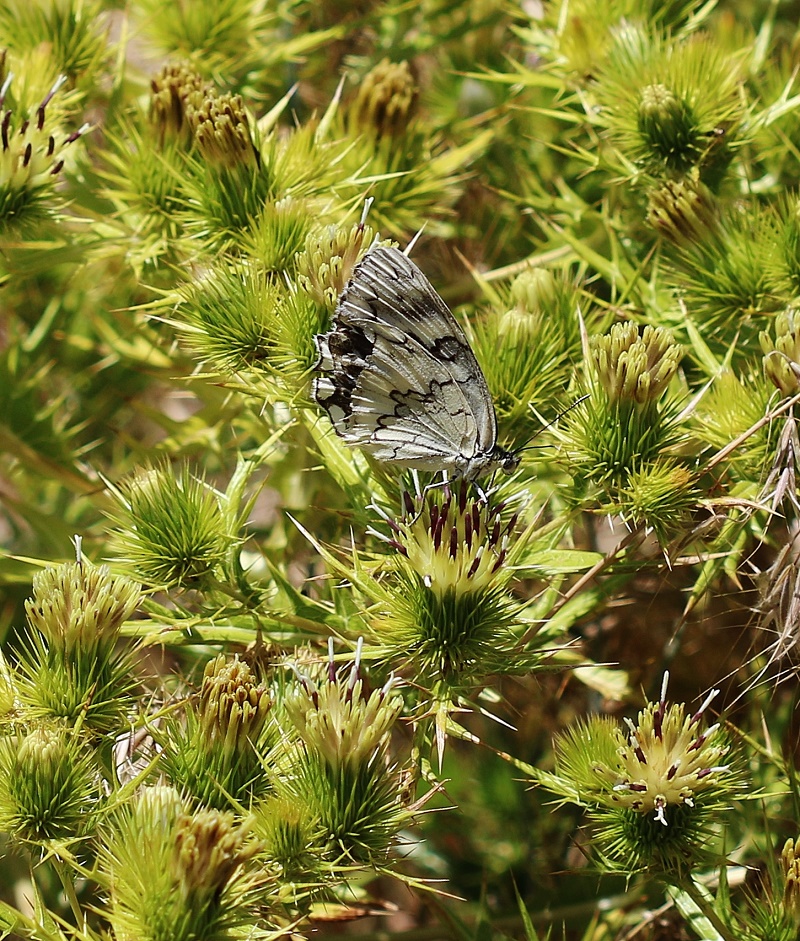 Image of Cousinia daralaghezica specimen.