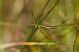 Galium triandrum